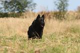 SCHIPPERKE 009